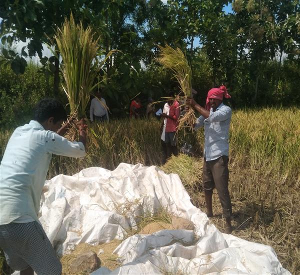 Peddapalli District - Peddapalle Division                                                                                                                                                                                                                  - Crop Cutting Expts.,                                                                                                                                   - Paddy Experimentb at Bhoopatipur, sulthanabad mandal                                                                                                                                                                                                            - dt.28/10/2019          